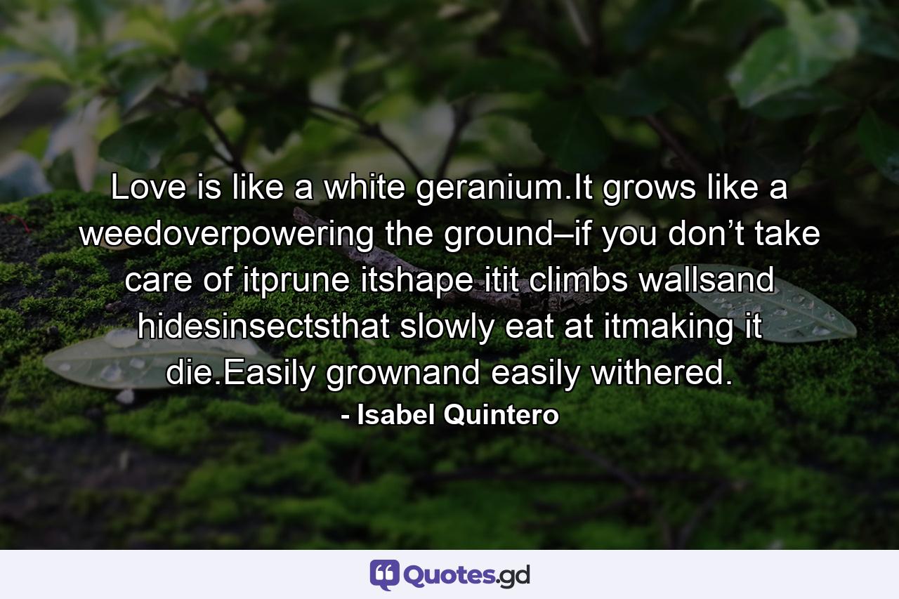 Love is like a white geranium.It grows like a weedoverpowering the ground–if you don’t take care of itprune itshape itit climbs wallsand hidesinsectsthat slowly eat at itmaking it die.Easily grownand easily withered. - Quote by Isabel Quintero