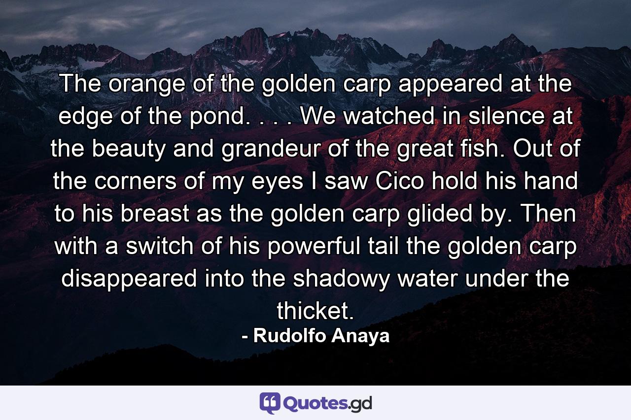 The orange of the golden carp appeared at the edge of the pond. . . . We watched in silence at the beauty and grandeur of the great fish. Out of the corners of my eyes I saw Cico hold his hand to his breast as the golden carp glided by. Then with a switch of his powerful tail the golden carp disappeared into the shadowy water under the thicket. - Quote by Rudolfo Anaya