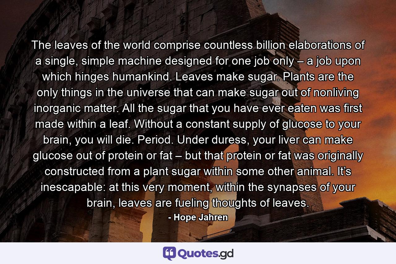 The leaves of the world comprise countless billion elaborations of a single, simple machine designed for one job only – a job upon which hinges humankind. Leaves make sugar. Plants are the only things in the universe that can make sugar out of nonliving inorganic matter. All the sugar that you have ever eaten was first made within a leaf. Without a constant supply of glucose to your brain, you will die. Period. Under duress, your liver can make glucose out of protein or fat – but that protein or fat was originally constructed from a plant sugar within some other animal. It’s inescapable: at this very moment, within the synapses of your brain, leaves are fueling thoughts of leaves. - Quote by Hope Jahren