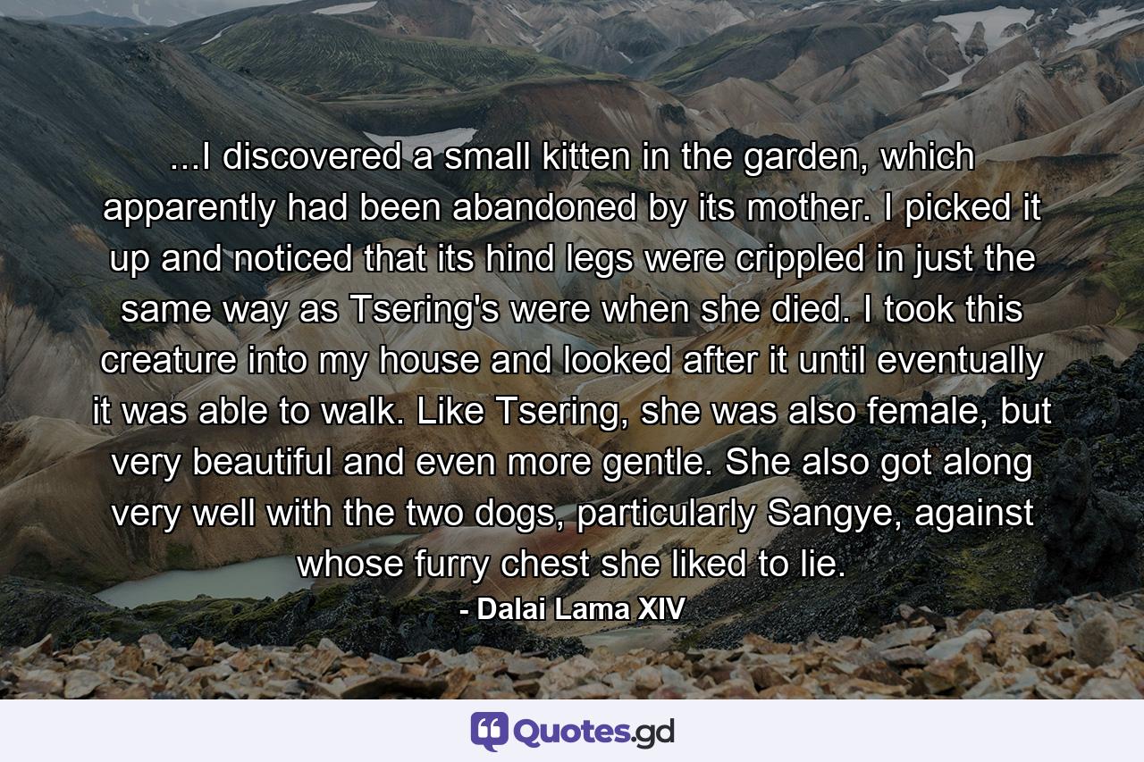 ...I discovered a small kitten in the garden, which apparently had been abandoned by its mother. I picked it up and noticed that its hind legs were crippled in just the same way as Tsering's were when she died. I took this creature into my house and looked after it until eventually it was able to walk. Like Tsering, she was also female, but very beautiful and even more gentle. She also got along very well with the two dogs, particularly Sangye, against whose furry chest she liked to lie. - Quote by Dalai Lama XIV