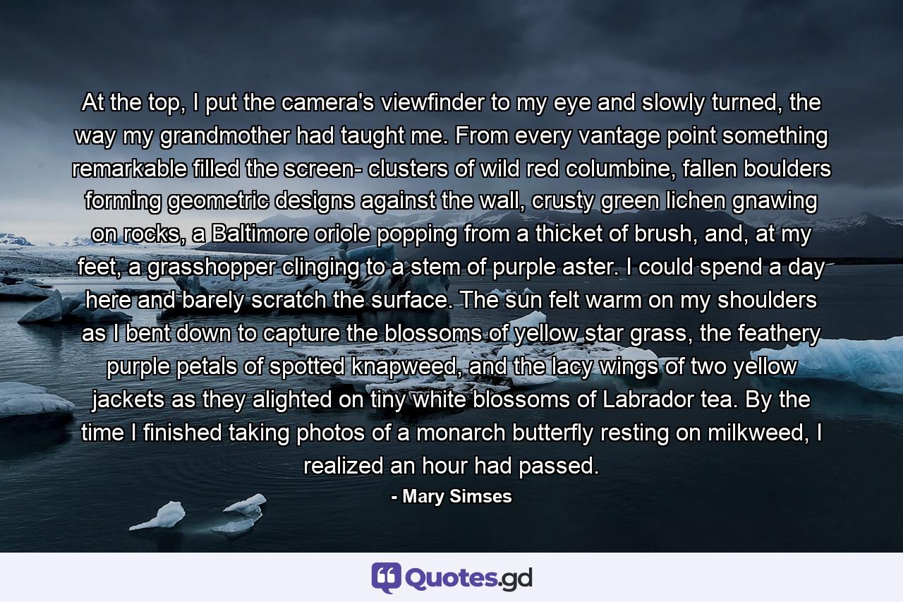 At the top, I put the camera's viewfinder to my eye and slowly turned, the way my grandmother had taught me. From every vantage point something remarkable filled the screen- clusters of wild red columbine, fallen boulders forming geometric designs against the wall, crusty green lichen gnawing on rocks, a Baltimore oriole popping from a thicket of brush, and, at my feet, a grasshopper clinging to a stem of purple aster. I could spend a day here and barely scratch the surface. The sun felt warm on my shoulders as I bent down to capture the blossoms of yellow star grass, the feathery purple petals of spotted knapweed, and the lacy wings of two yellow jackets as they alighted on tiny white blossoms of Labrador tea. By the time I finished taking photos of a monarch butterfly resting on milkweed, I realized an hour had passed. - Quote by Mary Simses