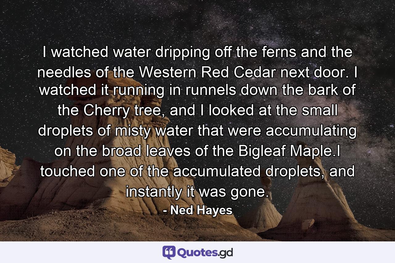 I watched water dripping off the ferns and the needles of the Western Red Cedar next door. I watched it running in runnels down the bark of the Cherry tree, and I looked at the small droplets of misty water that were accumulating on the broad leaves of the Bigleaf Maple.I touched one of the accumulated droplets, and instantly it was gone. - Quote by Ned Hayes