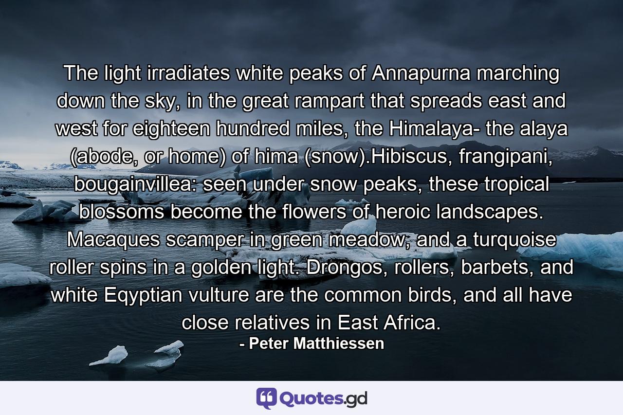 The light irradiates white peaks of Annapurna marching down the sky, in the great rampart that spreads east and west for eighteen hundred miles, the Himalaya- the alaya (abode, or home) of hima (snow).Hibiscus, frangipani, bougainvillea: seen under snow peaks, these tropical blossoms become the flowers of heroic landscapes. Macaques scamper in green meadow, and a turquoise roller spins in a golden light. Drongos, rollers, barbets, and white Eqyptian vulture are the common birds, and all have close relatives in East Africa. - Quote by Peter Matthiessen