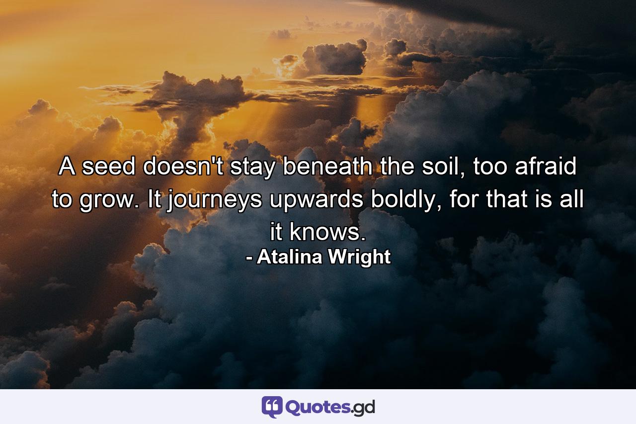 A seed doesn't stay beneath the soil, too afraid to grow. It journeys upwards boldly, for that is all it knows. - Quote by Atalina Wright