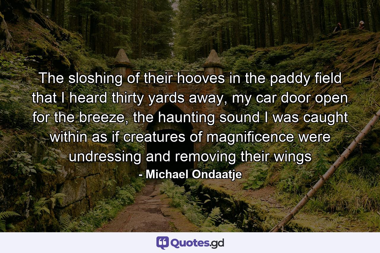 The sloshing of their hooves in the paddy field that I heard thirty yards away, my car door open for the breeze, the haunting sound I was caught within as if creatures of magnificence were undressing and removing their wings - Quote by Michael Ondaatje