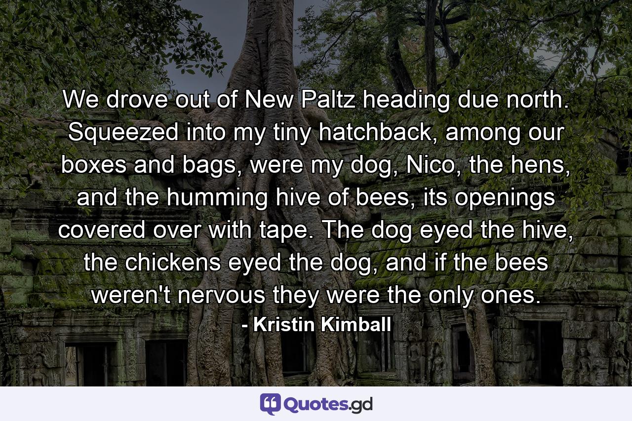 We drove out of New Paltz heading due north. Squeezed into my tiny hatchback, among our boxes and bags, were my dog, Nico, the hens, and the humming hive of bees, its openings covered over with tape. The dog eyed the hive, the chickens eyed the dog, and if the bees weren't nervous they were the only ones. - Quote by Kristin Kimball