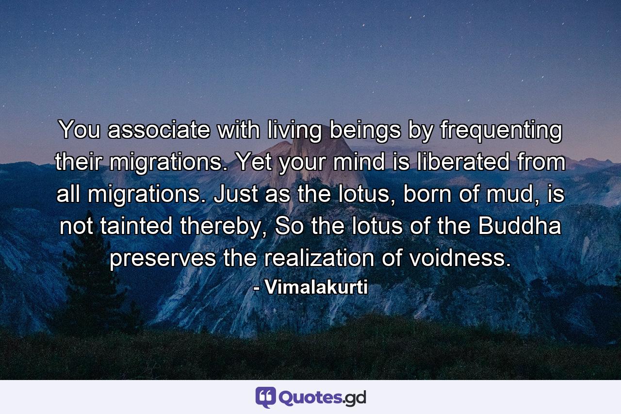 You associate with living beings by frequenting their migrations. Yet your mind is liberated from all migrations. Just as the lotus, born of mud, is not tainted thereby, So the lotus of the Buddha preserves the realization of voidness. - Quote by Vimalakurti