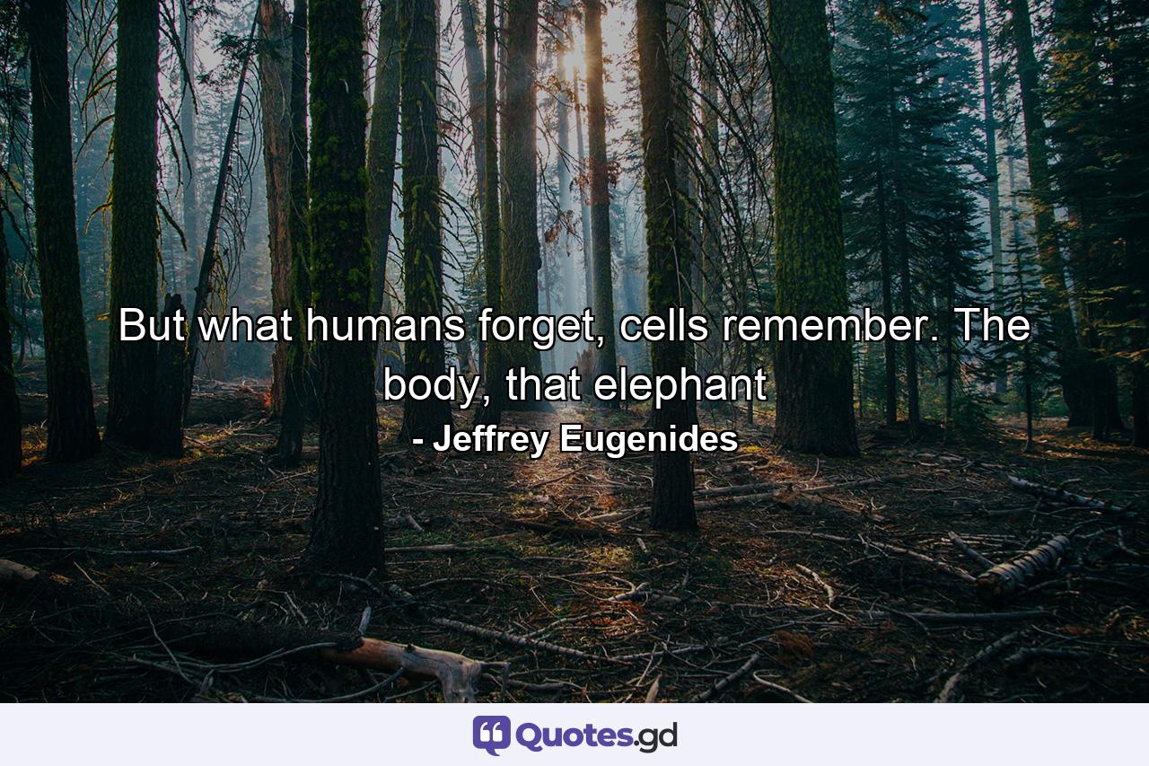 But what humans forget, cells remember. The body, that elephant - Quote by Jeffrey Eugenides