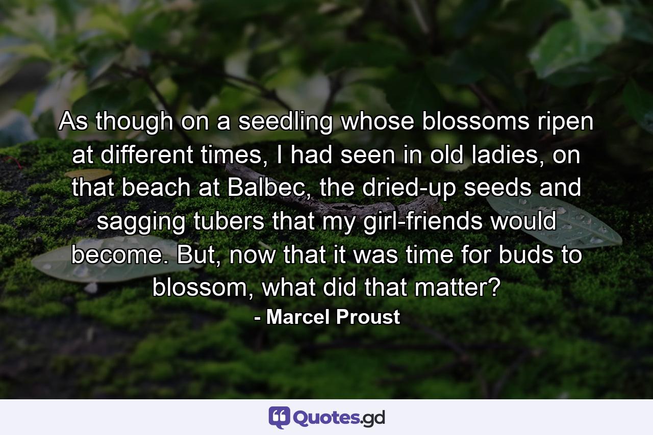 As though on a seedling whose blossoms ripen at different times, I had seen in old ladies, on that beach at Balbec, the dried-up seeds and sagging tubers that my girl-friends would become. But, now that it was time for buds to blossom, what did that matter? - Quote by Marcel Proust