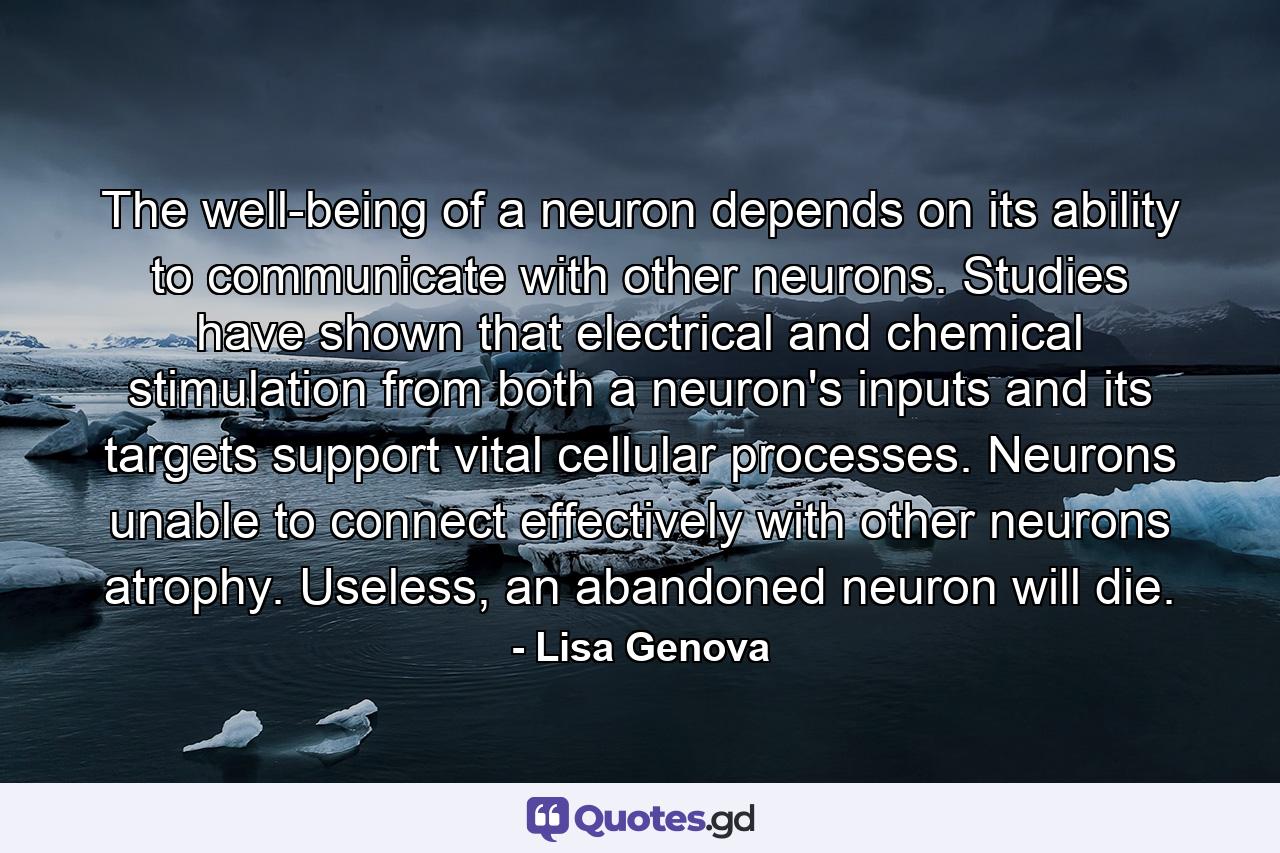 The well-being of a neuron depends on its ability to communicate with other neurons. Studies have shown that electrical and chemical stimulation from both a neuron's inputs and its targets support vital cellular processes. Neurons unable to connect effectively with other neurons atrophy. Useless, an abandoned neuron will die. - Quote by Lisa Genova