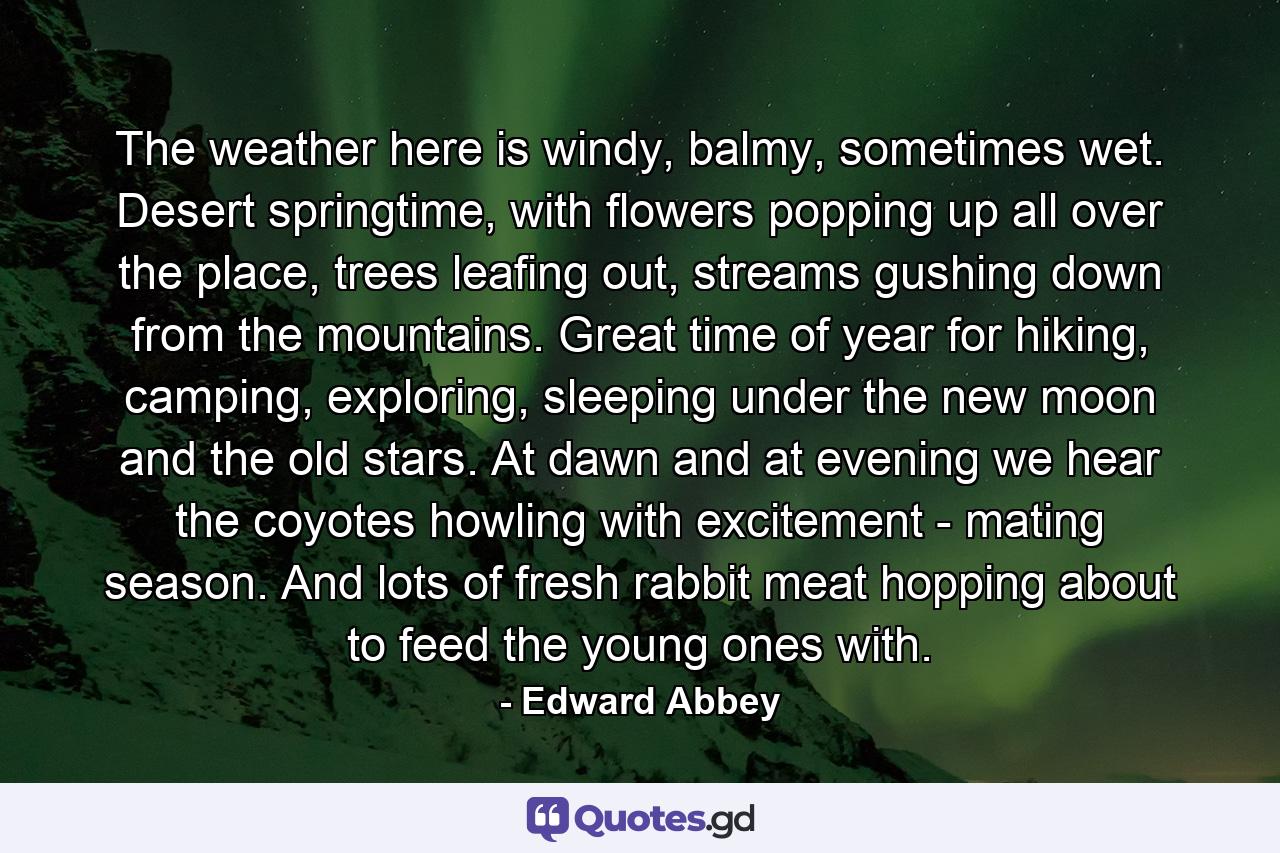 The weather here is windy, balmy, sometimes wet. Desert springtime, with flowers popping up all over the place, trees leafing out, streams gushing down from the mountains. Great time of year for hiking, camping, exploring, sleeping under the new moon and the old stars. At dawn and at evening we hear the coyotes howling with excitement - mating season. And lots of fresh rabbit meat hopping about to feed the young ones with. - Quote by Edward Abbey