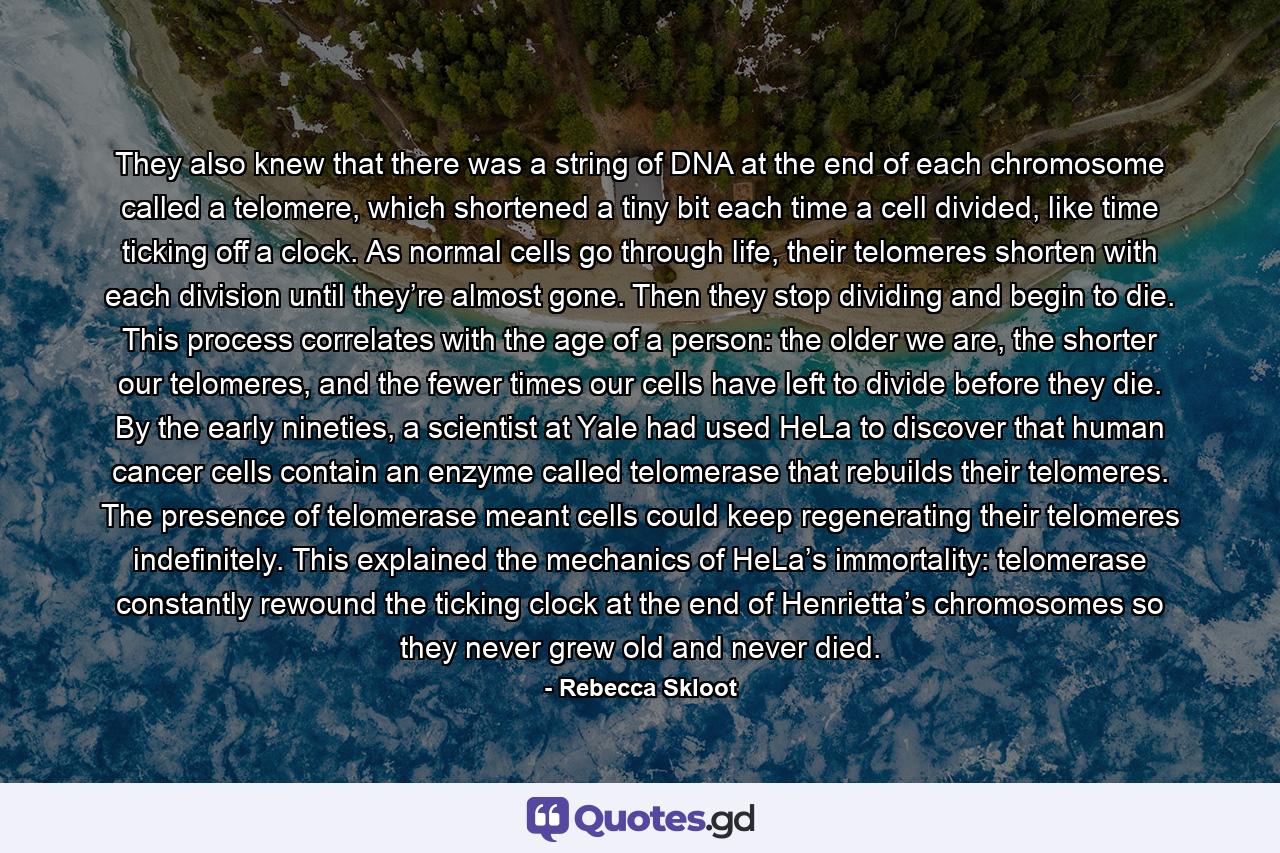 They also knew that there was a string of DNA at the end of each chromosome called a telomere, which shortened a tiny bit each time a cell divided, like time ticking off a clock. As normal cells go through life, their telomeres shorten with each division until they’re almost gone. Then they stop dividing and begin to die. This process correlates with the age of a person: the older we are, the shorter our telomeres, and the fewer times our cells have left to divide before they die. By the early nineties, a scientist at Yale had used HeLa to discover that human cancer cells contain an enzyme called telomerase that rebuilds their telomeres. The presence of telomerase meant cells could keep regenerating their telomeres indefinitely. This explained the mechanics of HeLa’s immortality: telomerase constantly rewound the ticking clock at the end of Henrietta’s chromosomes so they never grew old and never died. - Quote by Rebecca Skloot