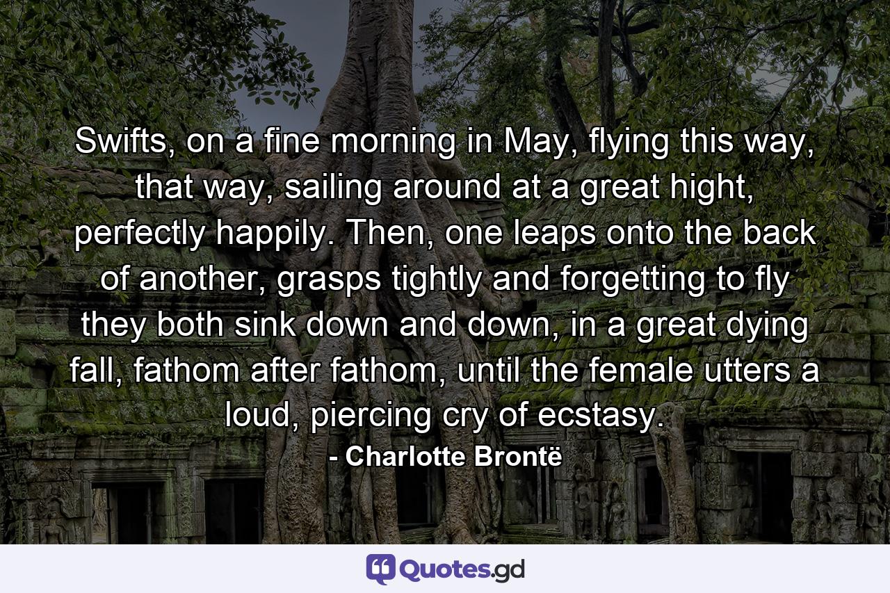 Swifts, on a fine morning in May, flying this way, that way, sailing around at a great hight, perfectly happily. Then, one leaps onto the back of another, grasps tightly and forgetting to fly they both sink down and down, in a great dying fall, fathom after fathom, until the female utters a loud, piercing cry of ecstasy. - Quote by Charlotte Brontë