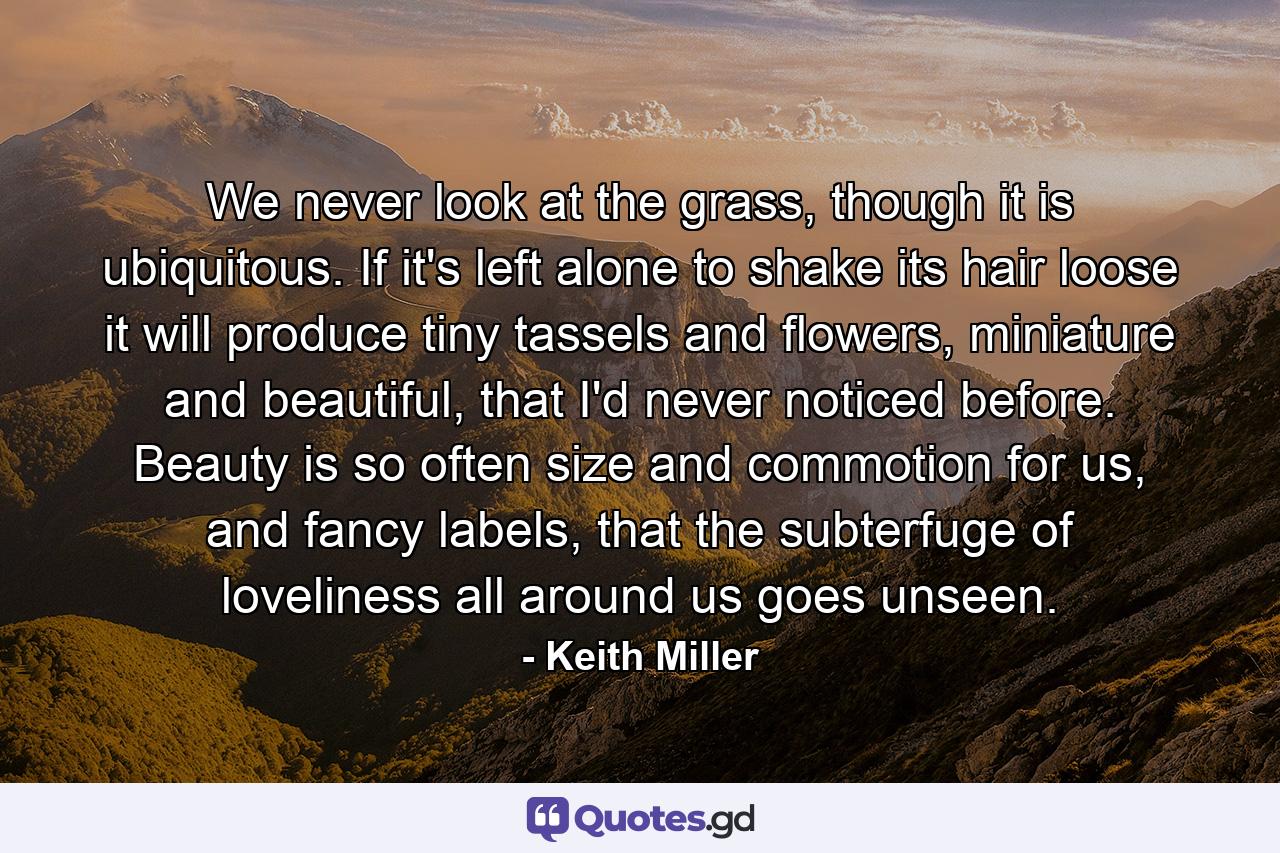 We never look at the grass, though it is ubiquitous. If it's left alone to shake its hair loose it will produce tiny tassels and flowers, miniature and beautiful, that I'd never noticed before. Beauty is so often size and commotion for us, and fancy labels, that the subterfuge of loveliness all around us goes unseen. - Quote by Keith Miller