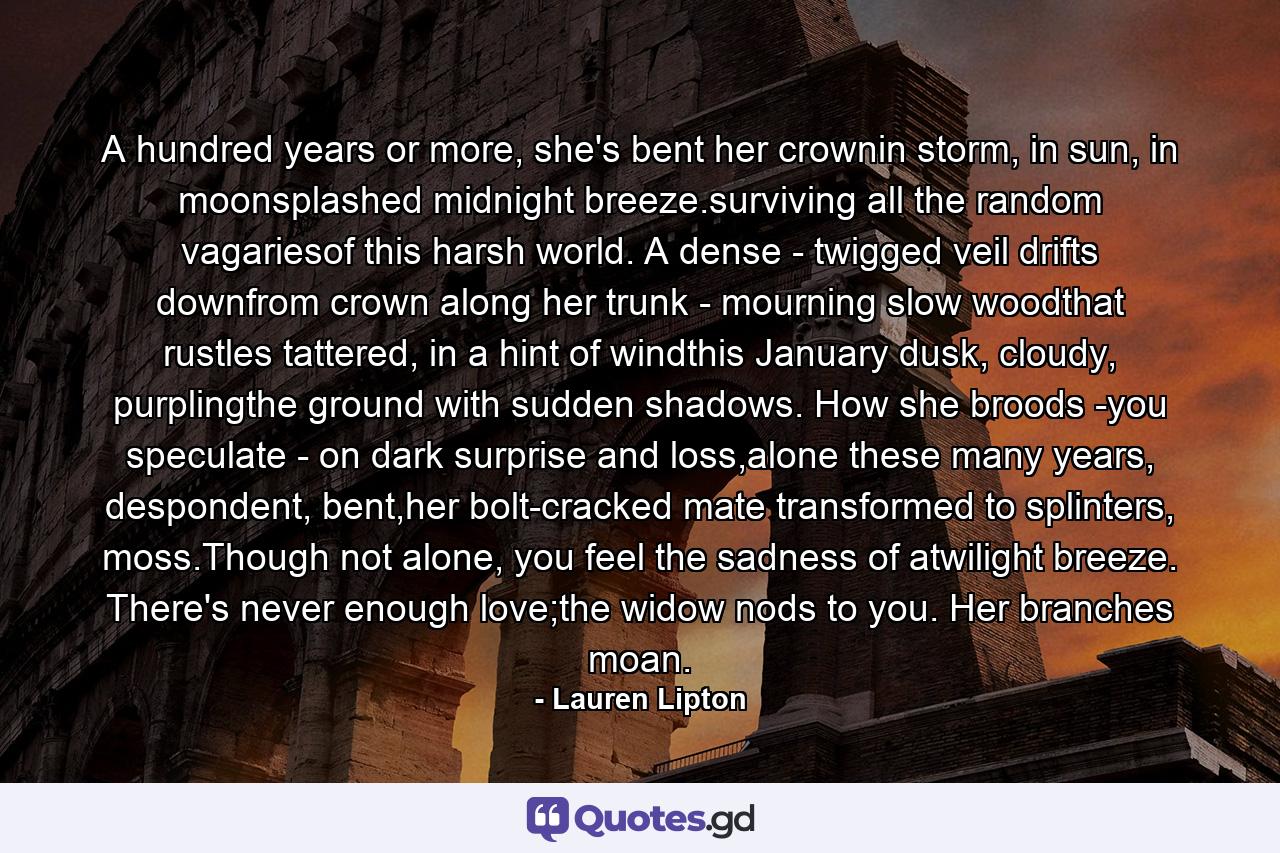 A hundred years or more, she's bent her crownin storm, in sun, in moonsplashed midnight breeze.surviving all the random vagariesof this harsh world. A dense - twigged veil drifts downfrom crown along her trunk - mourning slow woodthat rustles tattered, in a hint of windthis January dusk, cloudy, purplingthe ground with sudden shadows. How she broods -you speculate - on dark surprise and loss,alone these many years, despondent, bent,her bolt-cracked mate transformed to splinters, moss.Though not alone, you feel the sadness of atwilight breeze. There's never enough love;the widow nods to you. Her branches moan. - Quote by Lauren Lipton