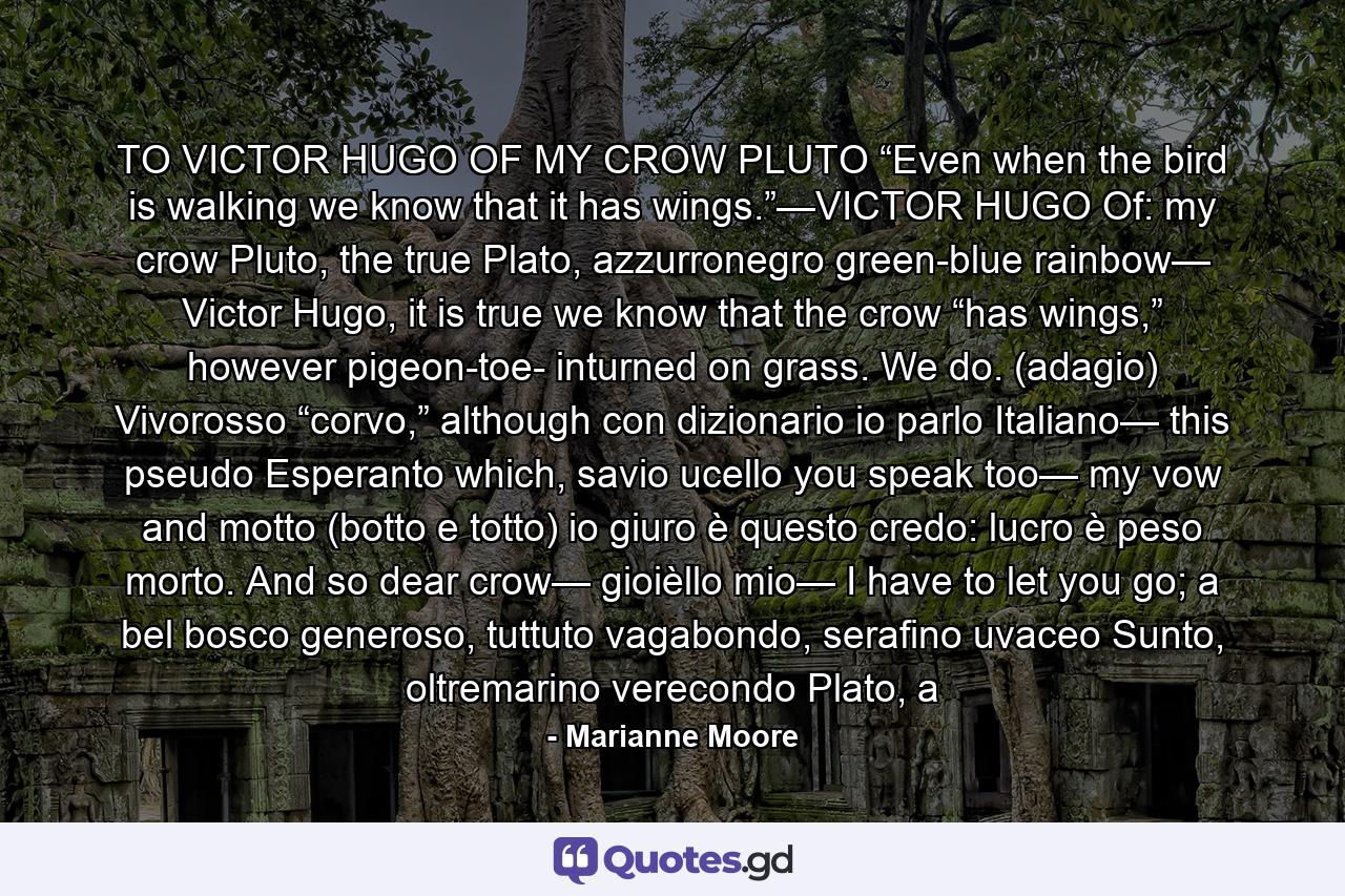 TO VICTOR HUGO OF MY CROW PLUTO “Even when the bird is walking we know that it has wings.”—VICTOR HUGO Of: my crow Pluto, the true Plato, azzurronegro green-blue rainbow— Victor Hugo, it is true we know that the crow “has wings,” however pigeon-toe- inturned on grass. We do. (adagio) Vivorosso “corvo,” although con dizionario io parlo Italiano— this pseudo Esperanto which, savio ucello you speak too— my vow and motto (botto e totto) io giuro è questo credo: lucro è peso morto. And so dear crow— gioièllo mio— I have to let you go; a bel bosco generoso, tuttuto vagabondo, serafino uvaceo Sunto, oltremarino verecondo Plato, a - Quote by Marianne Moore