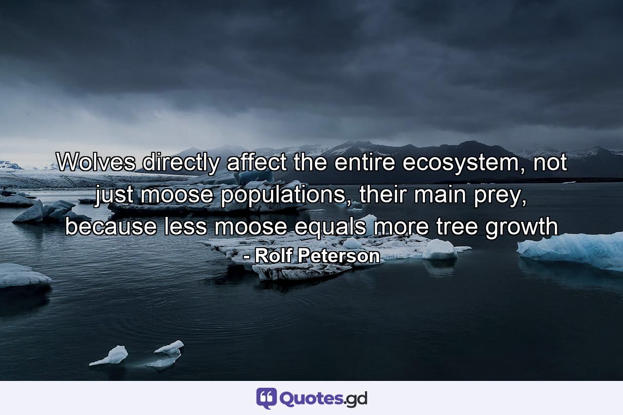 Wolves directly affect the entire ecosystem, not just moose populations, their main prey, because less moose equals more tree growth - Quote by Rolf Peterson