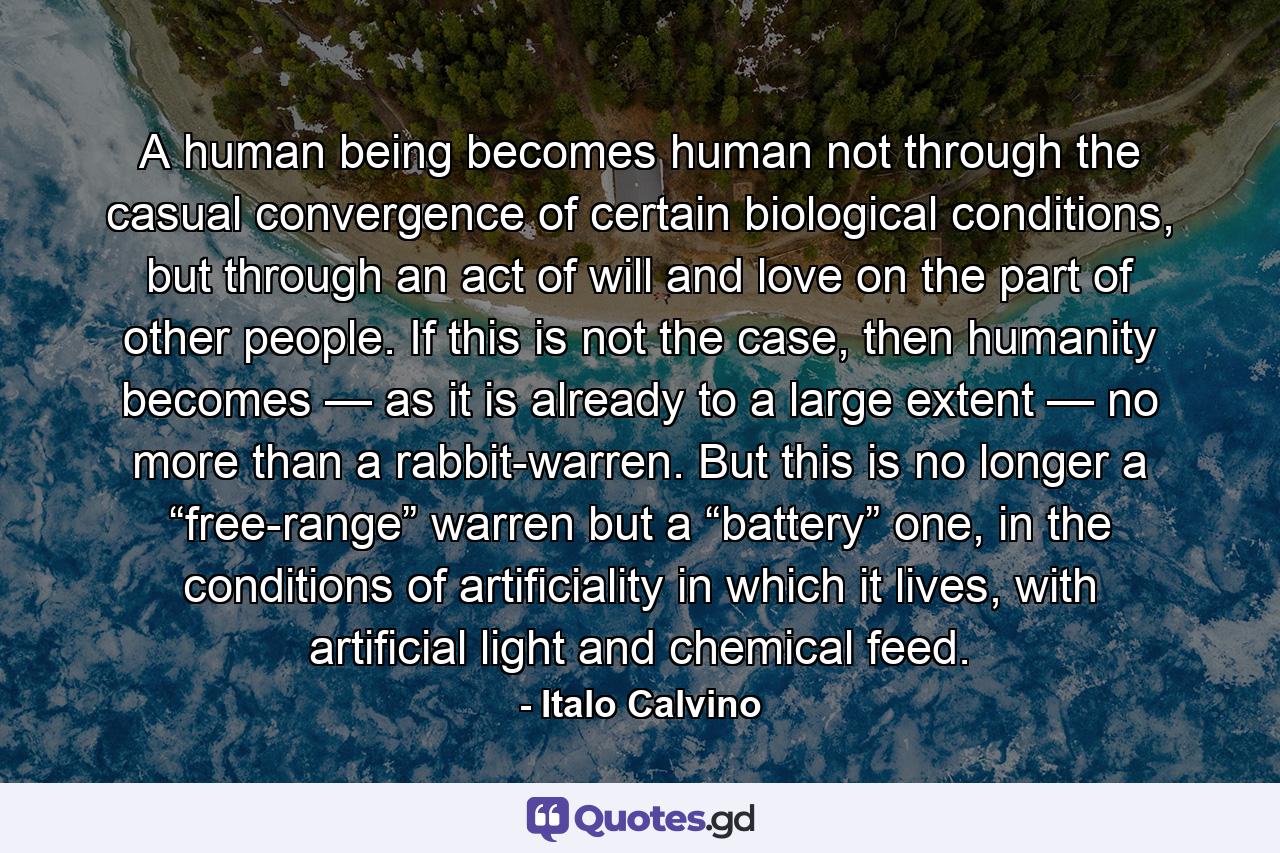 A human being becomes human not through the casual convergence of certain biological conditions, but through an act of will and love on the part of other people. If this is not the case, then humanity becomes — as it is already to a large extent — no more than a rabbit-warren. But this is no longer a “free-range” warren but a “battery” one, in the conditions of artificiality in which it lives, with artificial light and chemical feed. - Quote by Italo Calvino