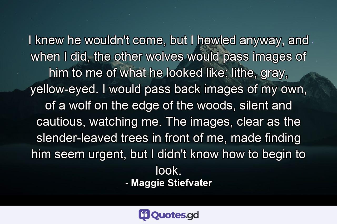 I knew he wouldn't come, but I howled anyway, and when I did, the other wolves would pass images of him to me of what he looked like: lithe, gray, yellow-eyed. I would pass back images of my own, of a wolf on the edge of the woods, silent and cautious, watching me. The images, clear as the slender-leaved trees in front of me, made finding him seem urgent, but I didn't know how to begin to look. - Quote by Maggie Stiefvater