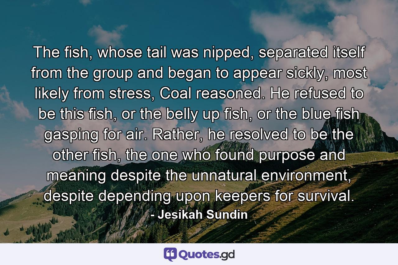 The fish, whose tail was nipped, separated itself from the group and began to appear sickly, most likely from stress, Coal reasoned. He refused to be this fish, or the belly up fish, or the blue fish gasping for air. Rather, he resolved to be the other fish, the one who found purpose and meaning despite the unnatural environment, despite depending upon keepers for survival. - Quote by Jesikah Sundin