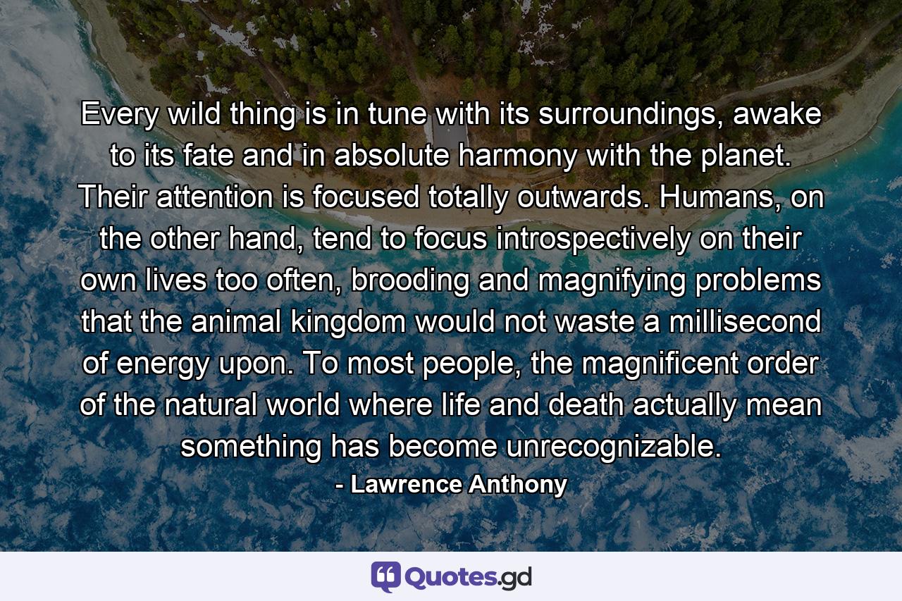 Every wild thing is in tune with its surroundings, awake to its fate and in absolute harmony with the planet. Their attention is focused totally outwards. Humans, on the other hand, tend to focus introspectively on their own lives too often, brooding and magnifying problems that the animal kingdom would not waste a millisecond of energy upon. To most people, the magnificent order of the natural world where life and death actually mean something has become unrecognizable. - Quote by Lawrence Anthony