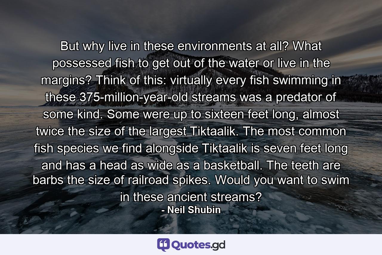 But why live in these environments at all? What possessed fish to get out of the water or live in the margins? Think of this: virtually every fish swimming in these 375-million-year-old streams was a predator of some kind. Some were up to sixteen feet long, almost twice the size of the largest Tiktaalik. The most common fish species we find alongside Tiktaalik is seven feet long and has a head as wide as a basketball. The teeth are barbs the size of railroad spikes. Would you want to swim in these ancient streams? - Quote by Neil Shubin