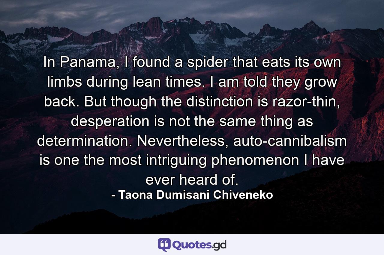 In Panama, I found a spider that eats its own limbs during lean times. I am told they grow back. But though the distinction is razor-thin, desperation is not the same thing as determination. Nevertheless, auto-cannibalism is one the most intriguing phenomenon I have ever heard of. - Quote by Taona Dumisani Chiveneko