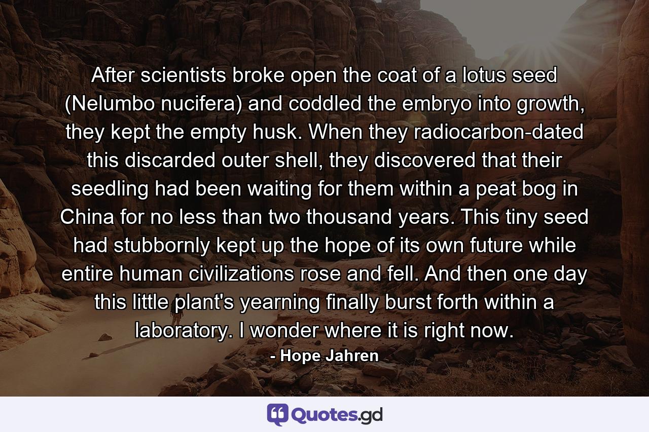 After scientists broke open the coat of a lotus seed (Nelumbo nucifera) and coddled the embryo into growth, they kept the empty husk. When they radiocarbon-dated this discarded outer shell, they discovered that their seedling had been waiting for them within a peat bog in China for no less than two thousand years. This tiny seed had stubbornly kept up the hope of its own future while entire human civilizations rose and fell. And then one day this little plant's yearning finally burst forth within a laboratory. I wonder where it is right now. - Quote by Hope Jahren