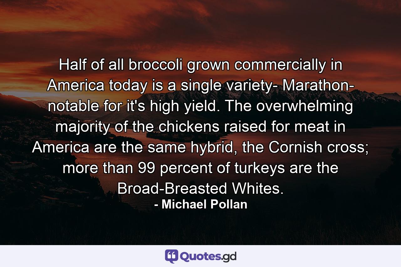 Half of all broccoli grown commercially in America today is a single variety- Marathon- notable for it's high yield. The overwhelming majority of the chickens raised for meat in America are the same hybrid, the Cornish cross; more than 99 percent of turkeys are the Broad-Breasted Whites. - Quote by Michael Pollan