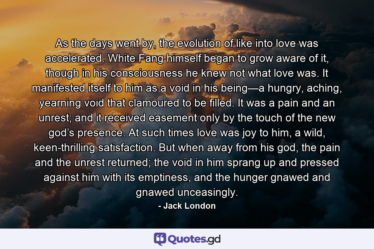 As the days went by, the evolution of like into love was accelerated.  White Fang himself began to grow aware of it, though in his consciousness he knew not what love was.  It manifested itself to him as a void in his being—a hungry, aching, yearning void that clamoured to be filled.  It was a pain and an unrest; and it received easement only by the touch of the new god’s presence.  At such times love was joy to him, a wild, keen-thrilling satisfaction.  But when away from his god, the pain and the unrest returned; the void in him sprang up and pressed against him with its emptiness, and the hunger gnawed and gnawed unceasingly. - Quote by Jack London