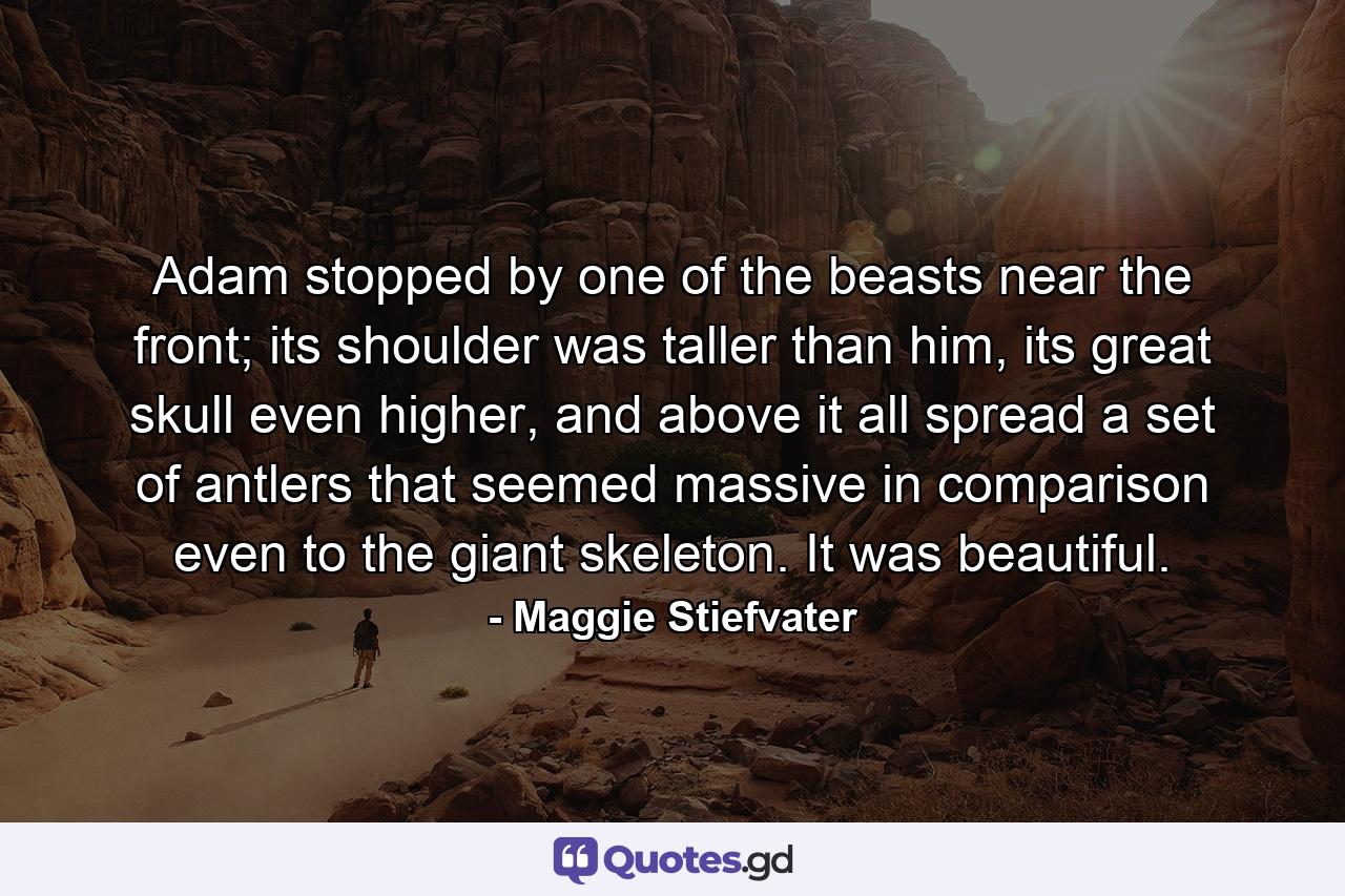 Adam stopped by one of the beasts near the front; its shoulder was taller than him, its great skull even higher, and above it all spread a set of antlers that seemed massive in comparison even to the giant skeleton. It was beautiful. - Quote by Maggie Stiefvater