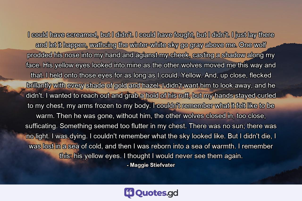 I could have screamed, but I didn't. I could have fought, but I didn't. I just lay there and let it happen, wathcing the winter-white sky go gray above me. One wolf prodded his nose into my hand and agianst my cheek, casting a shadow along my face. His yellow eyes looked into mine as the other wolves moved me this way and that. I held onto those eyes for as long as I could. Yellow. And, up close, flecked brillantly with every shade of gold and hazel. I didn't want him to look away, and he didn't. I wanted to reach out and grab a hold of his ruff, but my hands stayed curled to my chest, my arms frozen to my body. I couldn't remember what it felt like to be warm. Then he was gone, without him, the other wolves closed in, too close, sufficating. Something seemed too flutter in my chest. There was no sun; there was no light. I was dying. I couldn't remember what the sky looked like. But I didn't die, I was lost in a sea of cold, and then I was reborn into a sea of warmth. I remember this: his yellow eyes. I thought I would never see them again. - Quote by Maggie Stiefvater