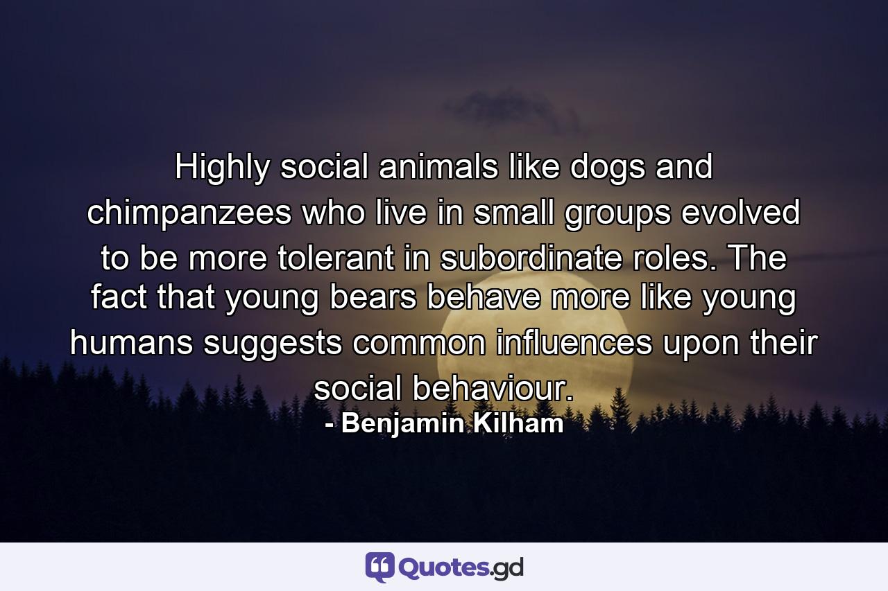 Highly social animals like dogs and chimpanzees who live in small groups evolved to be more tolerant in subordinate roles. The fact that young bears behave more like young humans suggests common influences upon their social behaviour. - Quote by Benjamin Kilham