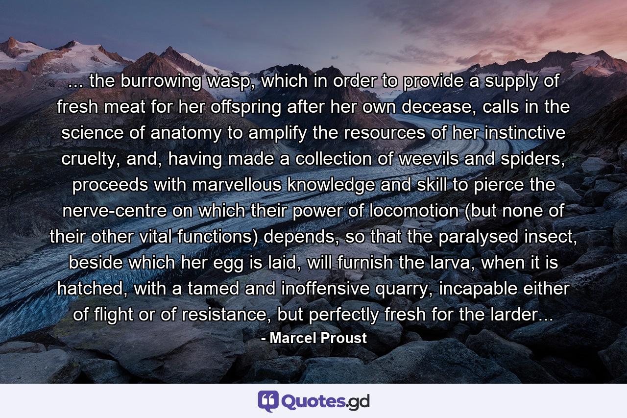 ... the burrowing wasp, which in order to provide a supply of fresh meat for her offspring after her own decease, calls in the science of anatomy to amplify the resources of her instinctive cruelty, and, having made a collection of weevils and spiders, proceeds with marvellous knowledge and skill to pierce the nerve-centre on which their power of locomotion (but none of their other vital functions) depends, so that the paralysed insect, beside which her egg is laid, will furnish the larva, when it is hatched, with a tamed and inoffensive quarry, incapable either of flight or of resistance, but perfectly fresh for the larder... - Quote by Marcel Proust