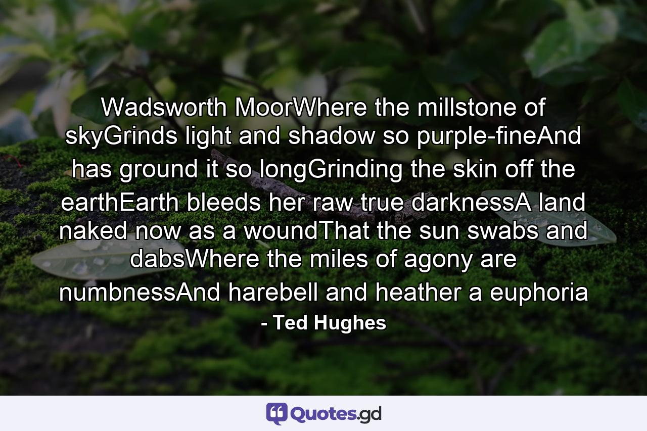 Wadsworth MoorWhere the millstone of skyGrinds light and shadow so purple-fineAnd has ground it so longGrinding the skin off the earthEarth bleeds her raw true darknessA land naked now as a woundThat the sun swabs and dabsWhere the miles of agony are numbnessAnd harebell and heather a euphoria - Quote by Ted Hughes