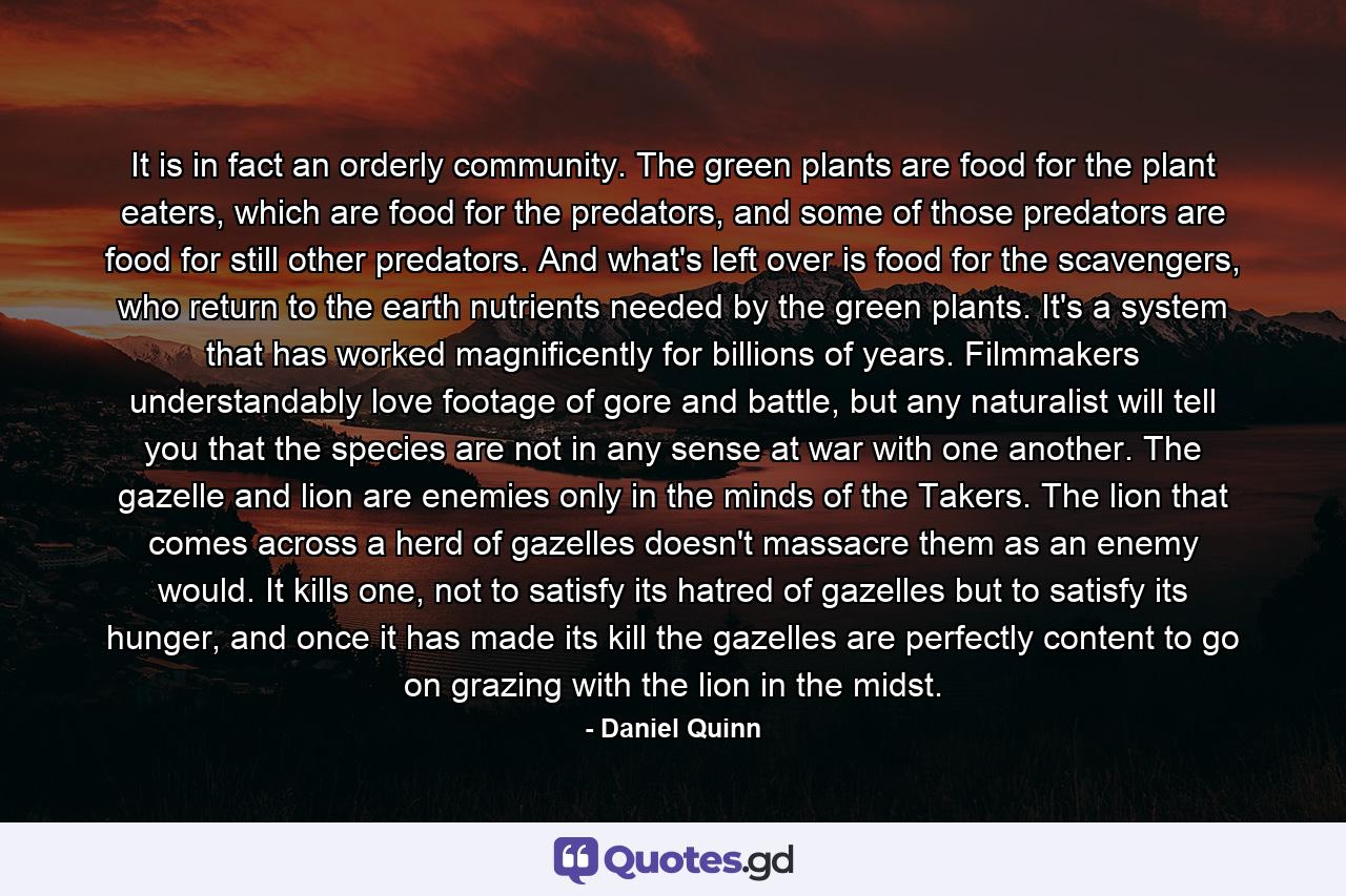 It is in fact an orderly community. The green plants are food for the plant eaters, which are food for the predators, and some of those predators are food for still other predators. And what's left over is food for the scavengers, who return to the earth nutrients needed by the green plants. It's a system that has worked magnificently for billions of years. Filmmakers understandably love footage of gore and battle, but any naturalist will tell you that the species are not in any sense at war with one another. The gazelle and lion are enemies only in the minds of the Takers. The lion that comes across a herd of gazelles doesn't massacre them as an enemy would. It kills one, not to satisfy its hatred of gazelles but to satisfy its hunger, and once it has made its kill the gazelles are perfectly content to go on grazing with the lion in the midst. - Quote by Daniel Quinn