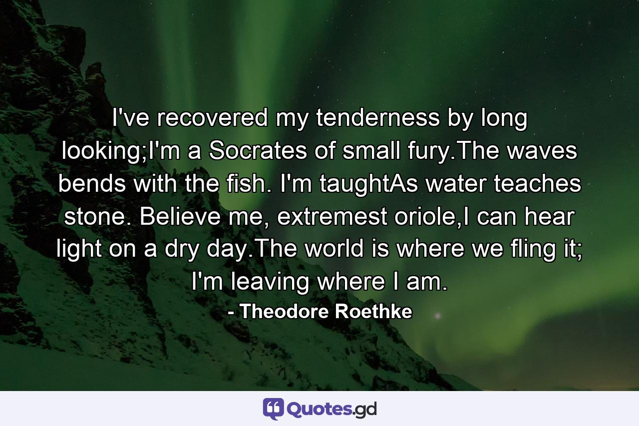 I've recovered my tenderness by long looking;I'm a Socrates of small fury.The waves bends with the fish. I'm taughtAs water teaches stone. Believe me, extremest oriole,I can hear light on a dry day.The world is where we fling it; I'm leaving where I am. - Quote by Theodore Roethke