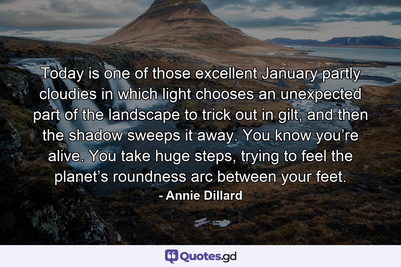 Today is one of those excellent January partly cloudies in which light chooses an unexpected part of the landscape to trick out in gilt, and then the shadow sweeps it away. You know you’re alive. You take huge steps, trying to feel the planet’s roundness arc between your feet. - Quote by Annie Dillard