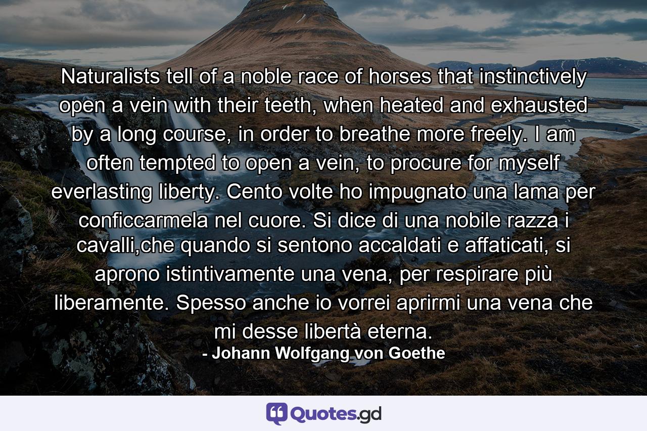 Naturalists tell of a noble race of horses that instinctively open a vein with their teeth, when heated and exhausted by a long course, in order to breathe more freely. I am often tempted to open a vein, to procure for myself everlasting liberty. Cento volte ho impugnato una lama per conficcarmela nel cuore. Si dice di una nobile razza i cavalli,che quando si sentono accaldati e affaticati, si aprono istintivamente una vena, per respirare più liberamente. Spesso anche io vorrei aprirmi una vena che mi desse libertà eterna. - Quote by Johann Wolfgang von Goethe