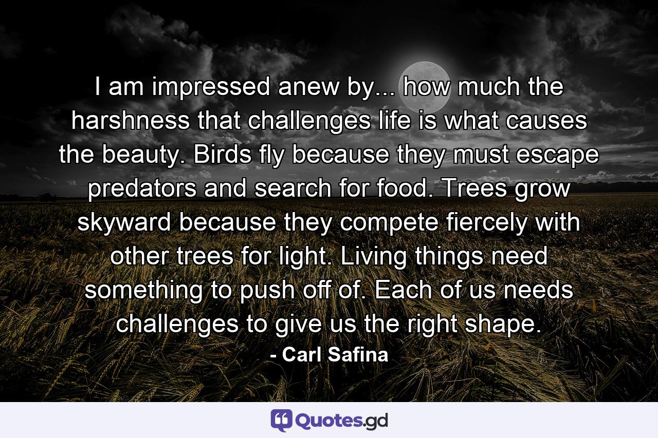 I am impressed anew by... how much the harshness that challenges life is what causes the beauty. Birds fly because they must escape predators and search for food. Trees grow skyward because they compete fiercely with other trees for light. Living things need something to push off of. Each of us needs challenges to give us the right shape. - Quote by Carl Safina