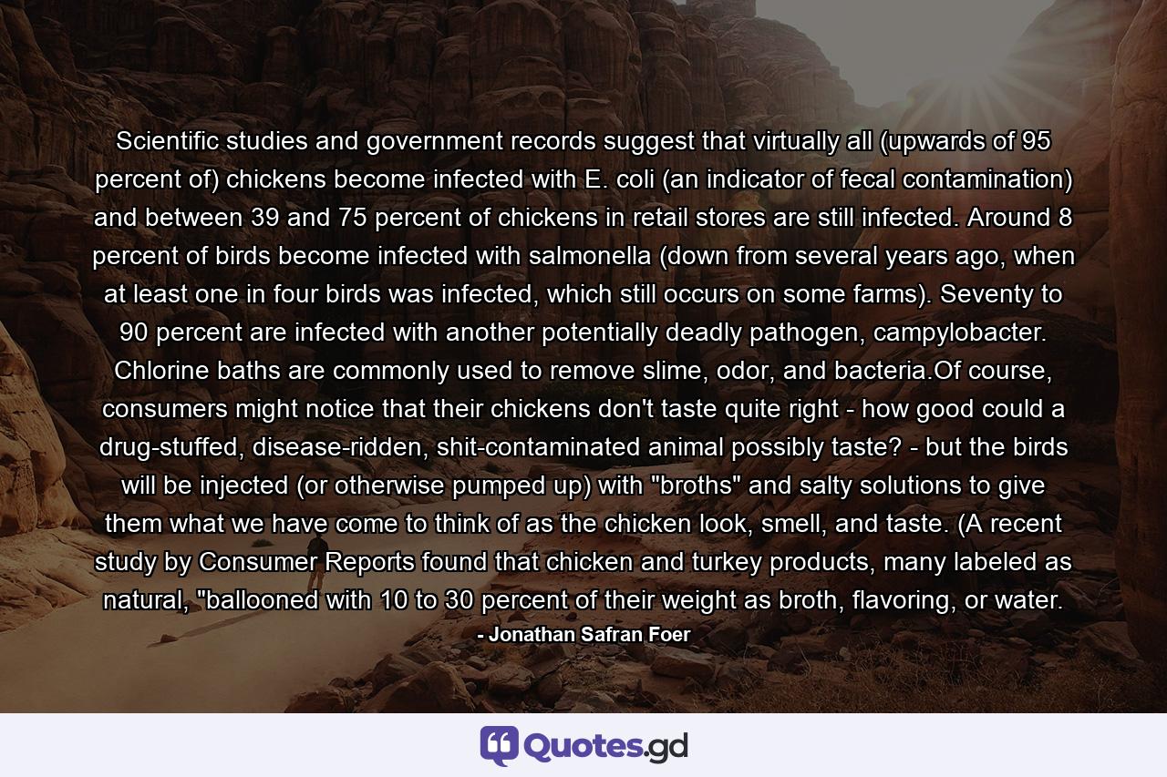 Scientific studies and government records suggest that virtually all (upwards of 95 percent of) chickens become infected with E. coli (an indicator of fecal contamination) and between 39 and 75 percent of chickens in retail stores are still infected. Around 8 percent of birds become infected with salmonella (down from several years ago, when at least one in four birds was infected, which still occurs on some farms). Seventy to 90 percent are infected with another potentially deadly pathogen, campylobacter. Chlorine baths are commonly used to remove slime, odor, and bacteria.Of course, consumers might notice that their chickens don't taste quite right - how good could a drug-stuffed, disease-ridden, shit-contaminated animal possibly taste? - but the birds will be injected (or otherwise pumped up) with 