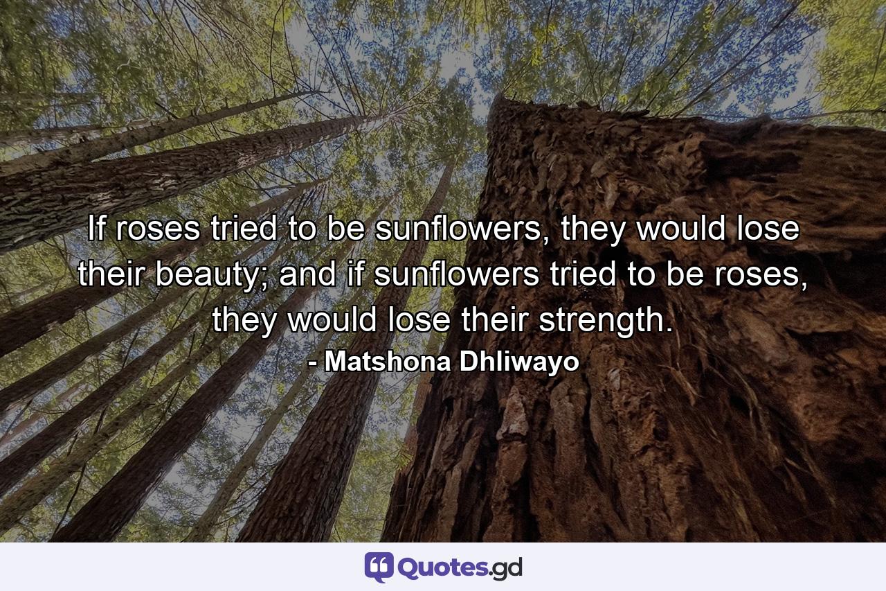 If roses tried to be sunflowers, they would lose their beauty; and if sunflowers tried to be roses, they would lose their strength. - Quote by Matshona Dhliwayo