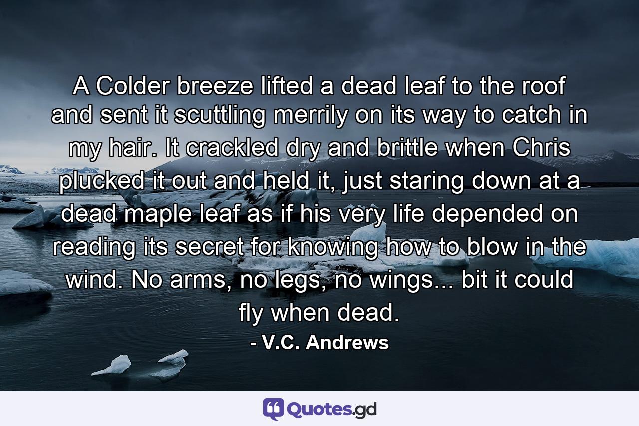 A Colder breeze lifted a dead leaf to the roof and sent it scuttling merrily on its way to catch in my hair. It crackled dry and brittle when Chris plucked it out and held it, just staring down at a dead maple leaf as if his very life depended on reading its secret for knowing how to blow in the wind. No arms, no legs, no wings... bit it could fly when dead. - Quote by V.C. Andrews