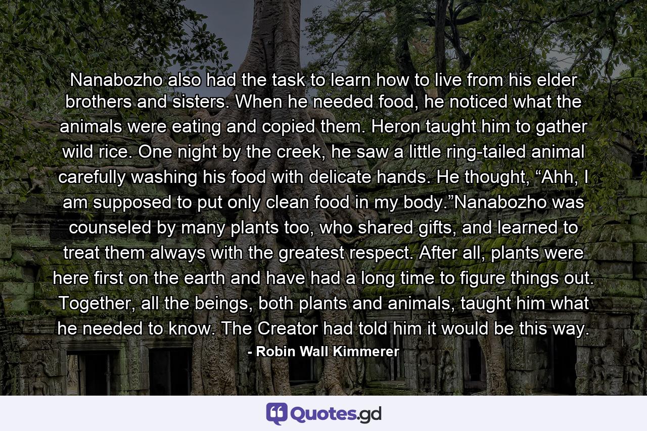 Nanabozho also had the task to learn how to live from his elder brothers and sisters. When he needed food, he noticed what the animals were eating and copied them. Heron taught him to gather wild rice. One night by the creek, he saw a little ring-tailed animal carefully washing his food with delicate hands. He thought, “Ahh, I am supposed to put only clean food in my body.”Nanabozho was counseled by many plants too, who shared gifts, and learned to treat them always with the greatest respect. After all, plants were here first on the earth and have had a long time to figure things out. Together, all the beings, both plants and animals, taught him what he needed to know. The Creator had told him it would be this way. - Quote by Robin Wall Kimmerer