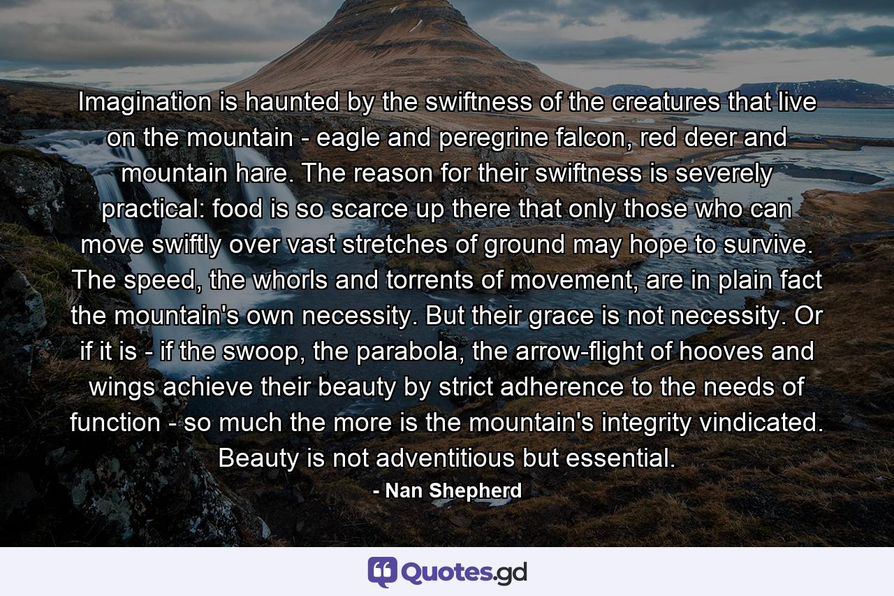 Imagination is haunted by the swiftness of the creatures that live on the mountain - eagle and peregrine falcon, red deer and mountain hare. The reason for their swiftness is severely practical: food is so scarce up there that only those who can move swiftly over vast stretches of ground may hope to survive. The speed, the whorls and torrents of movement, are in plain fact the mountain's own necessity. But their grace is not necessity. Or if it is - if the swoop, the parabola, the arrow-flight of hooves and wings achieve their beauty by strict adherence to the needs of function - so much the more is the mountain's integrity vindicated. Beauty is not adventitious but essential. - Quote by Nan Shepherd