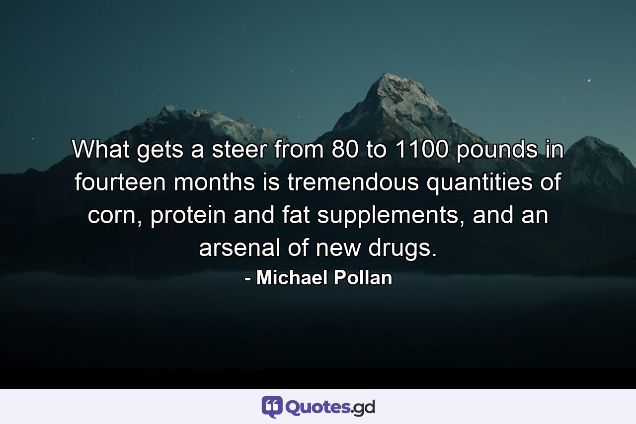 What gets a steer from 80 to 1100 pounds in fourteen months is tremendous quantities of corn, protein and fat supplements, and an arsenal of new drugs. - Quote by Michael Pollan