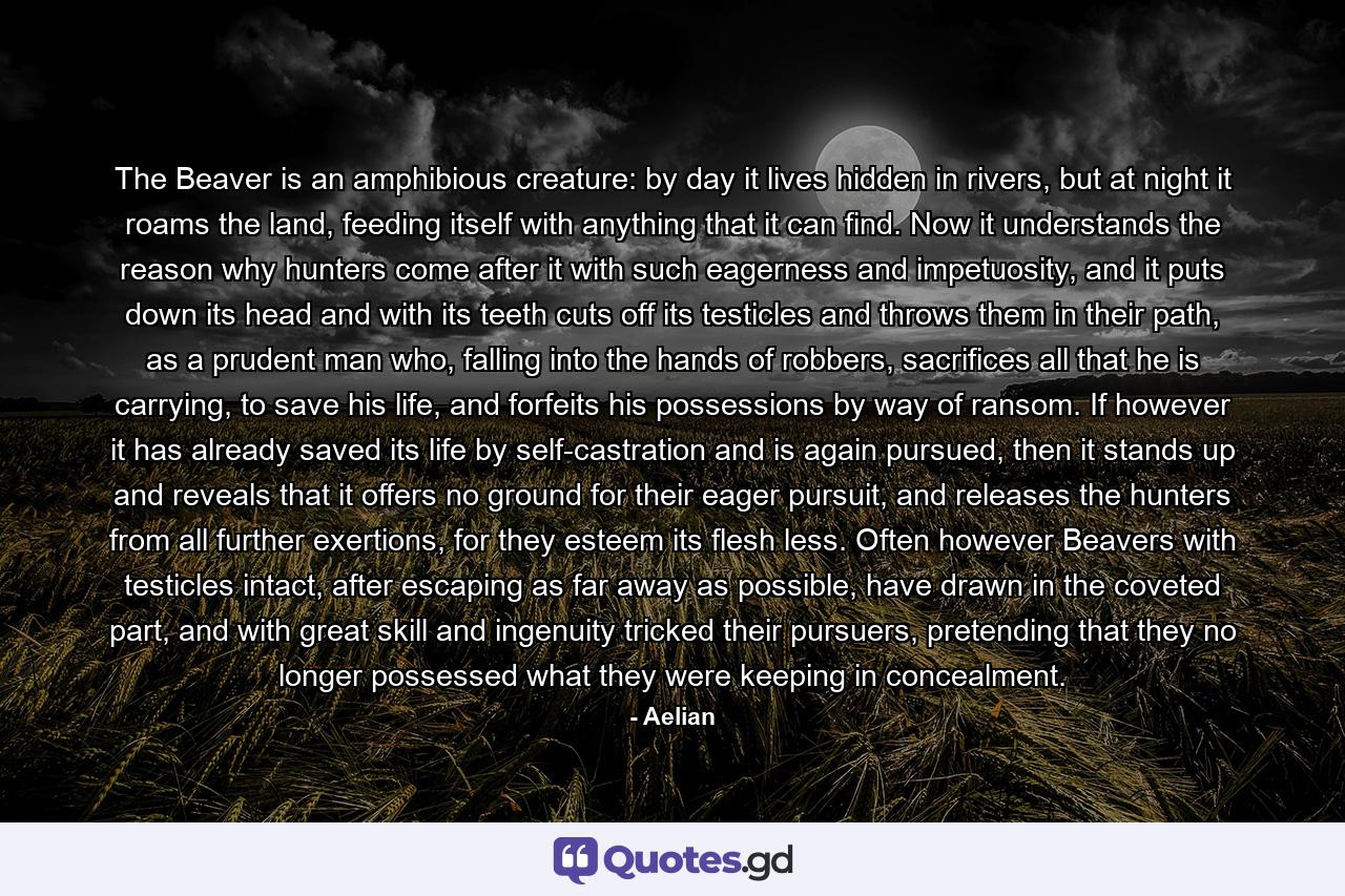 The Beaver is an amphibious creature: by day it lives hidden in rivers, but at night it roams the land, feeding itself with anything that it can find. Now it understands the reason why hunters come after it with such eagerness and impetuosity, and it puts down its head and with its teeth cuts off its testicles and throws them in their path, as a prudent man who, falling into the hands of robbers, sacrifices all that he is carrying, to save his life, and forfeits his possessions by way of ransom. If however it has already saved its life by self-castration and is again pursued, then it stands up and reveals that it offers no ground for their eager pursuit, and releases the hunters from all further exertions, for they esteem its flesh less. Often however Beavers with testicles intact, after escaping as far away as possible, have drawn in the coveted part, and with great skill and ingenuity tricked their pursuers, pretending that they no longer possessed what they were keeping in concealment. - Quote by Aelian