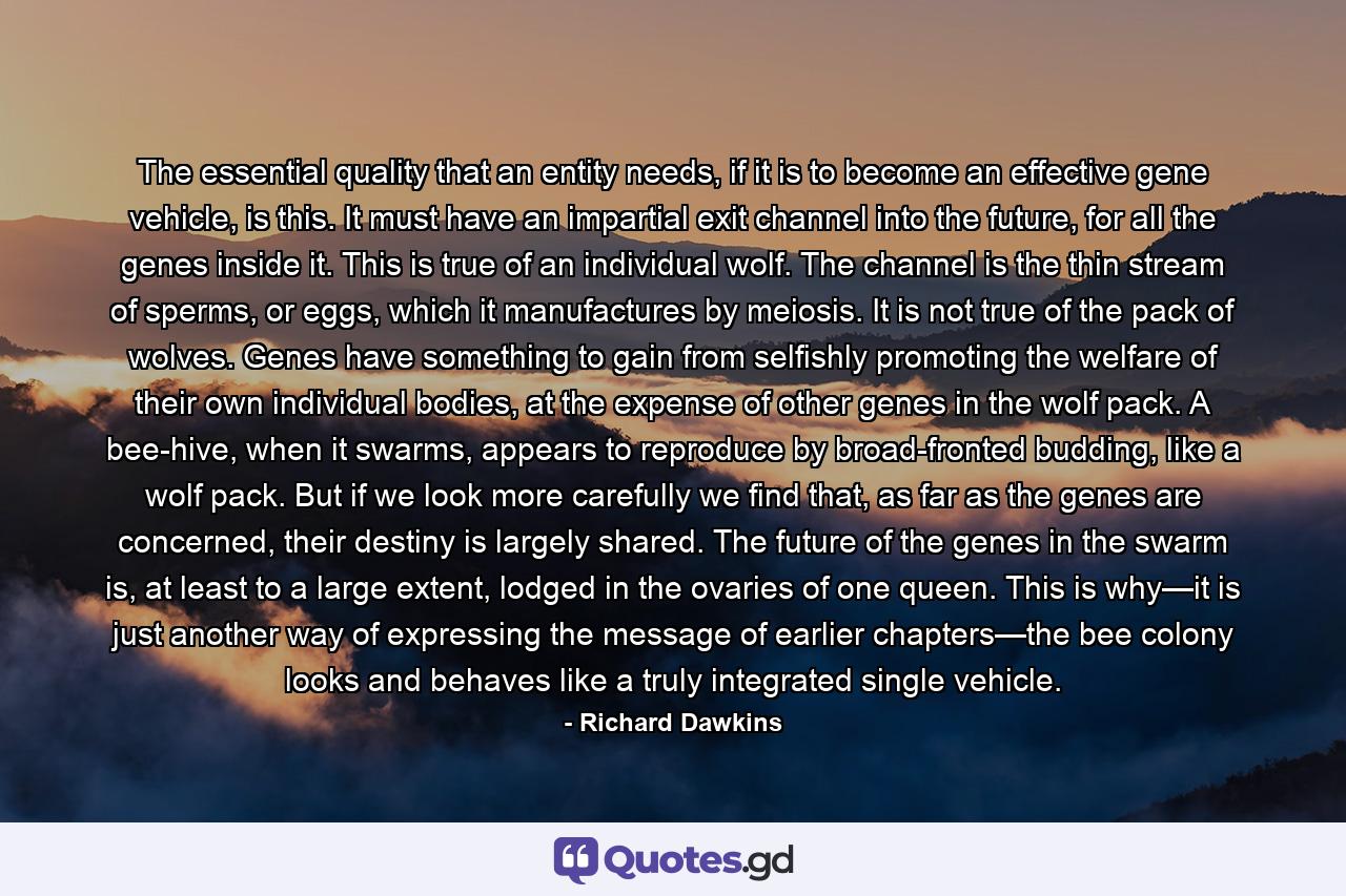 The essential quality that an entity needs, if it is to become an effective gene vehicle, is this. It must have an impartial exit channel into the future, for all the genes inside it. This is true of an individual wolf. The channel is the thin stream of sperms, or eggs, which it manufactures by meiosis. It is not true of the pack of wolves. Genes have something to gain from selfishly promoting the welfare of their own individual bodies, at the expense of other genes in the wolf pack. A bee-hive, when it swarms, appears to reproduce by broad-fronted budding, like a wolf pack. But if we look more carefully we find that, as far as the genes are concerned, their destiny is largely shared. The future of the genes in the swarm is, at least to a large extent, lodged in the ovaries of one queen. This is why—it is just another way of expressing the message of earlier chapters—the bee colony looks and behaves like a truly integrated single vehicle. - Quote by Richard Dawkins