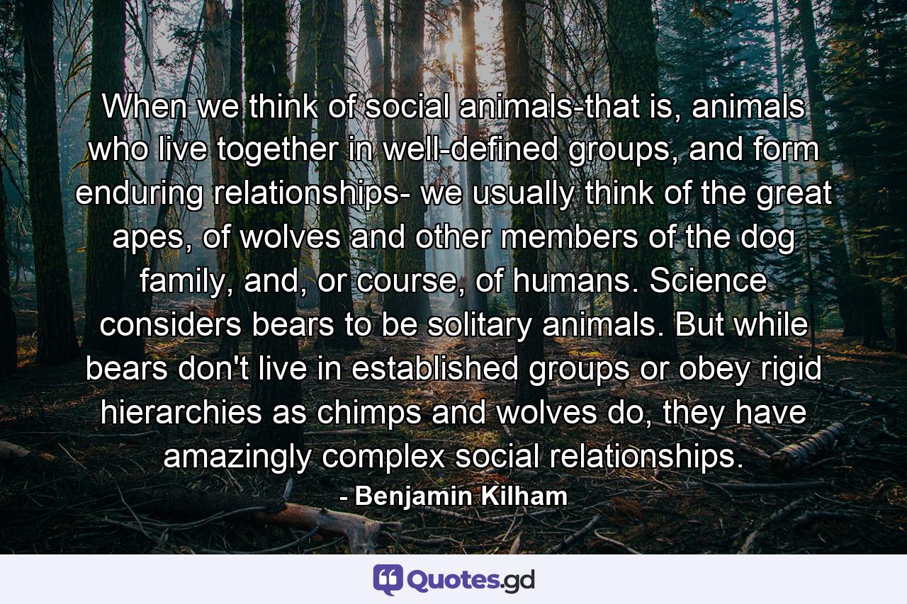 When we think of social animals-that is, animals who live together in well-defined groups, and form enduring relationships- we usually think of the great apes, of wolves and other members of the dog family, and, or course, of humans. Science considers bears to be solitary animals. But while bears don't live in established groups or obey rigid hierarchies as chimps and wolves do, they have amazingly complex social relationships. - Quote by Benjamin Kilham