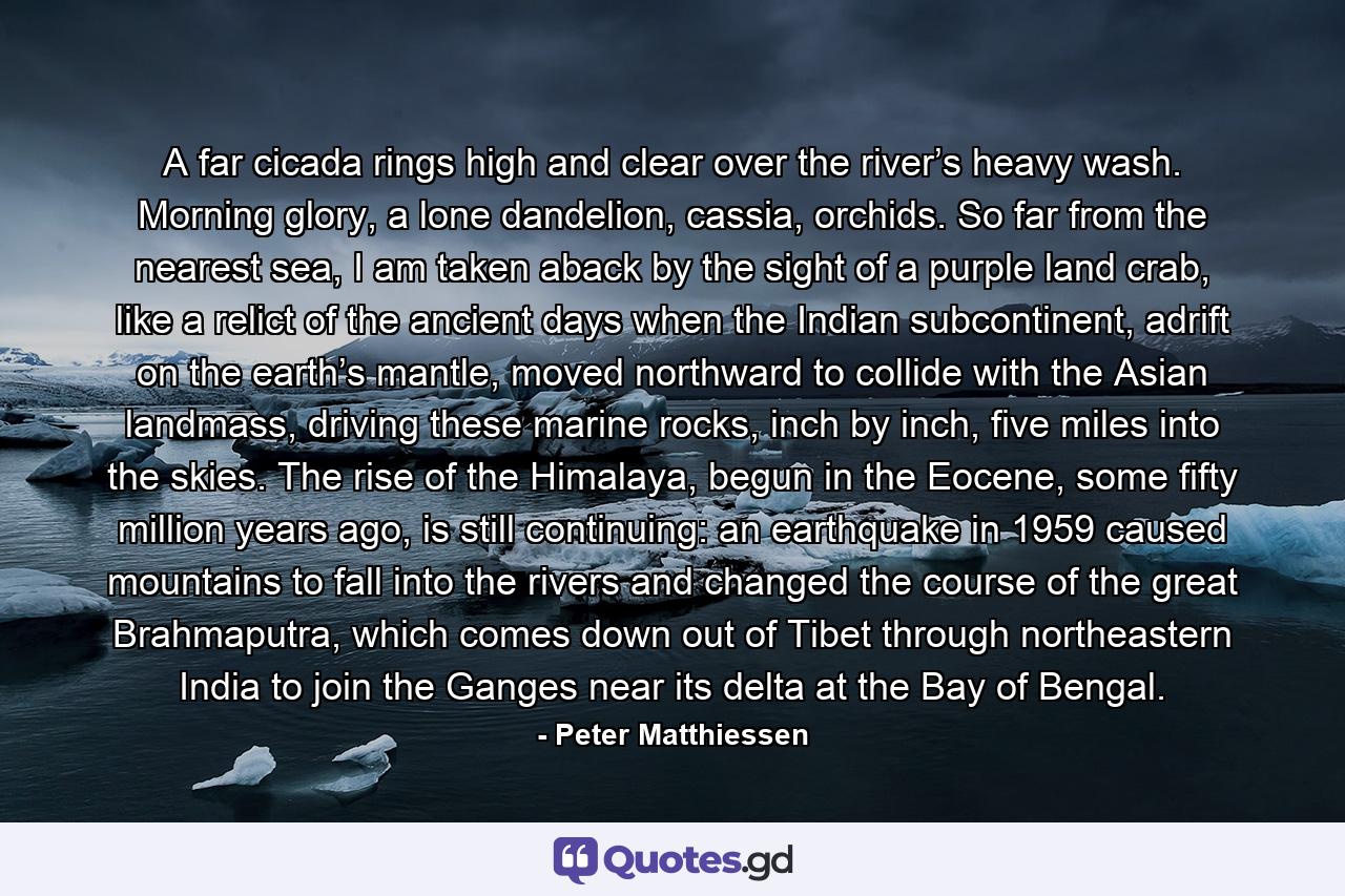 A far cicada rings high and clear over the river’s heavy wash. Morning glory, a lone dandelion, cassia, orchids. So far from the nearest sea, I am taken aback by the sight of a purple land crab, like a relict of the ancient days when the Indian subcontinent, adrift on the earth’s mantle, moved northward to collide with the Asian landmass, driving these marine rocks, inch by inch, five miles into the skies. The rise of the Himalaya, begun in the Eocene, some fifty million years ago, is still continuing: an earthquake in 1959 caused mountains to fall into the rivers and changed the course of the great Brahmaputra, which comes down out of Tibet through northeastern India to join the Ganges near its delta at the Bay of Bengal. - Quote by Peter Matthiessen